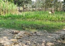 A marginal farm under sandy loam soil of low productivity in Polasong village