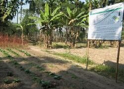 A customized drip irrigation plot organized for vegetable growing in the degraded marginal farms