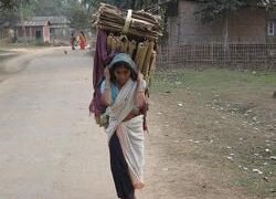An elderly women transporting biomass for household energy needs from a nearby forest