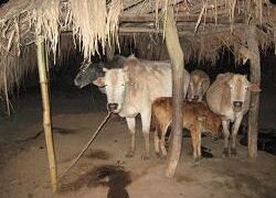 Biogas plant to run on local cattle dung and only with night stall feeding practice