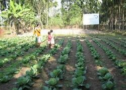 A mature cabbage crop grown with the help of customized drip system at polasong village