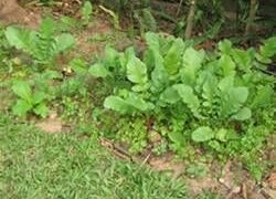 Radish & coriander crop growth performance under observation with NADEP compost